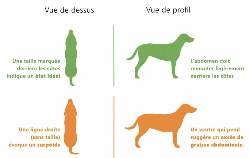 courbe-chien Visuel représentant un chien vue du dessus et de face, définissant si votre chien peut être oui ou non en surpoids
