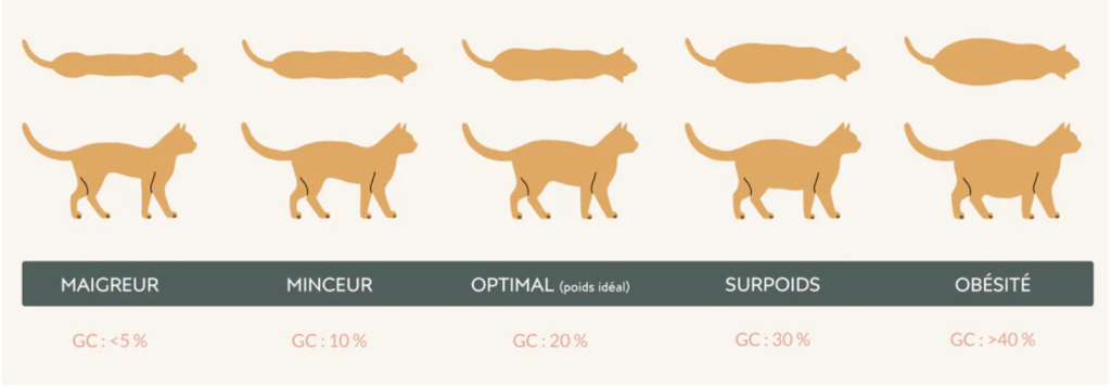 courbe-chat Visuel montrant si votre chat d'un point de vue de dessus ou de profil aurait des chances d'être en surpoids ou pas