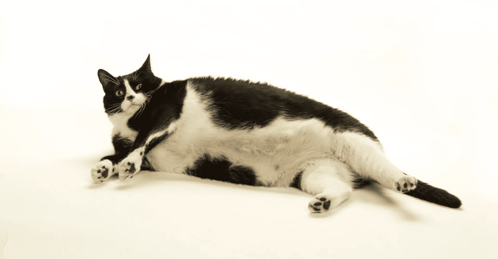 chat bicolore noir et blanc grassouillet allongé sur le sol