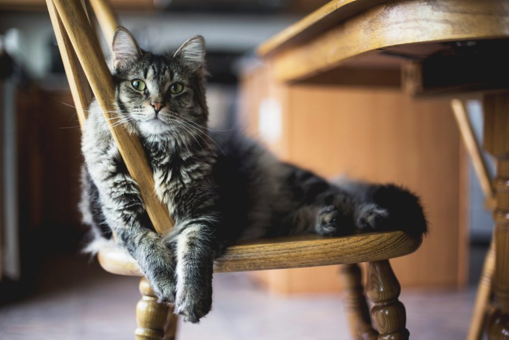 Chat sur sa chaise en bois qui chill